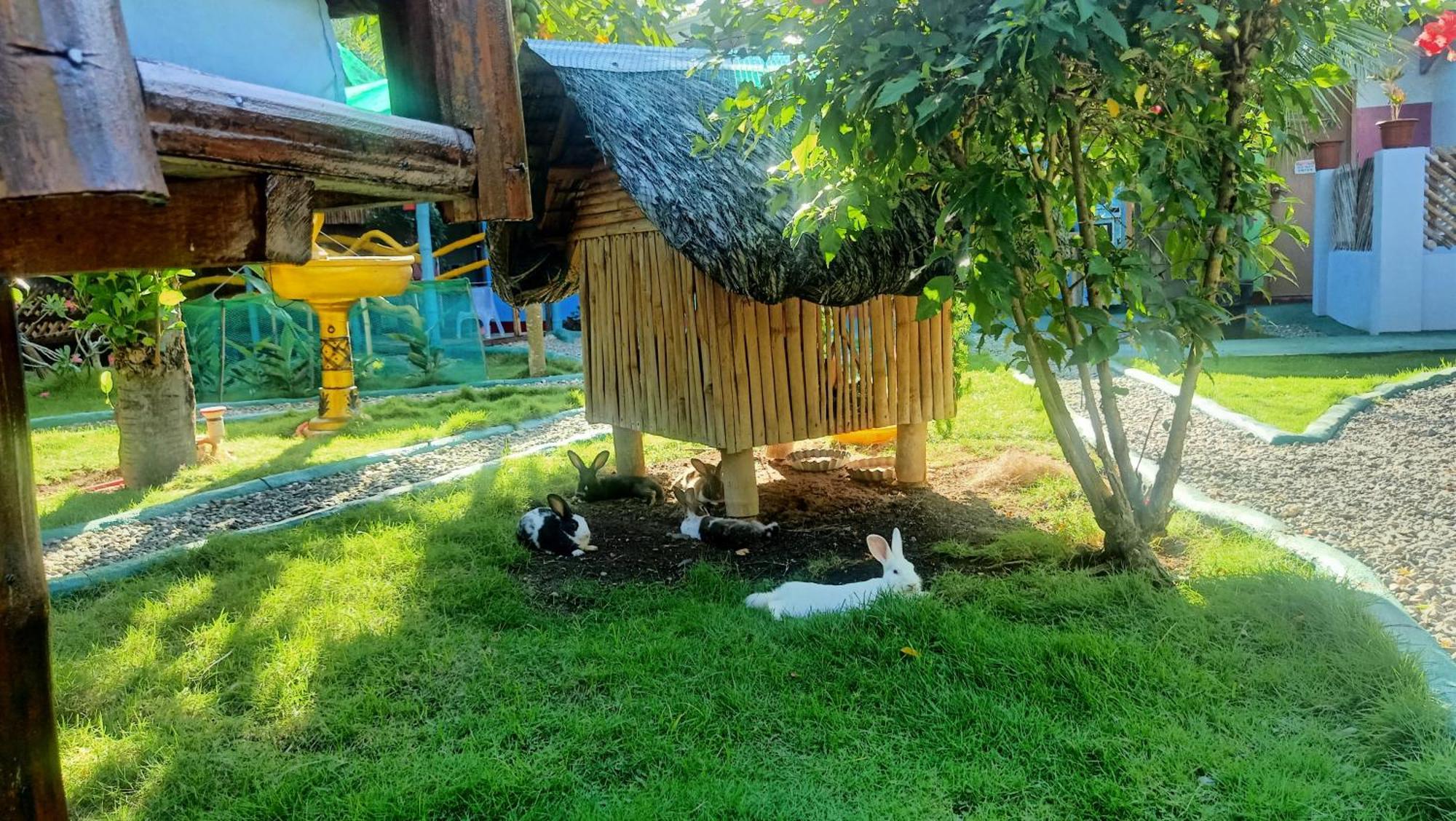 Moalboal Bamboo House / Rooms Rum bild